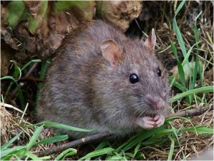 ratto