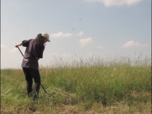 Falciare un prato con la falce fienaia