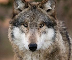 Lupi, mannari ed il vangelo di Filippo