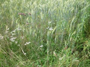 grano bio