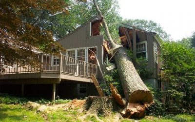 Abbattere un albero è una scelta difficile