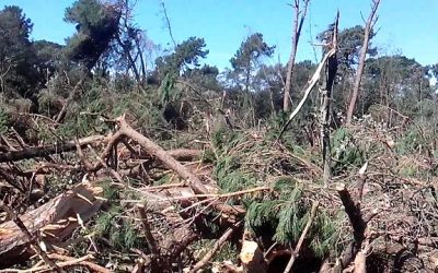 Distruggere pinete in Versilia