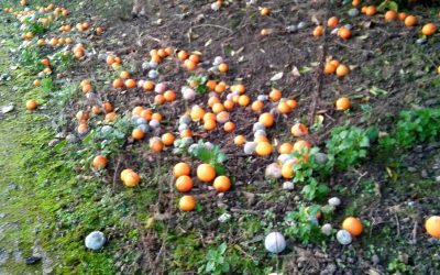 La cascola del capitale