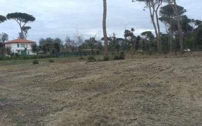 Distruggere pinete in Versilia – 2