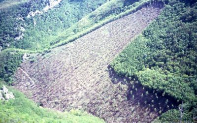 Ciao ciao italiche foreste, è stato bello conoscervi.