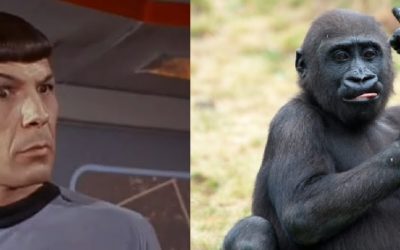 Vi odio, cari ecologisti