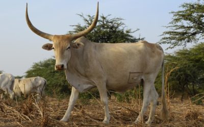 Agricoltura ieri ed oggi, ma domani?