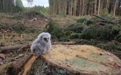 Il legname del bosco è energia rinnovabile? – 2 –