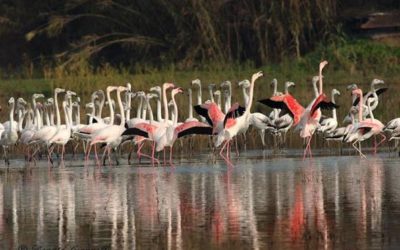 Le cicale battono cassa