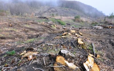 “La Bellezza salverà il mondo “  (Fëdor Dostoevskij)