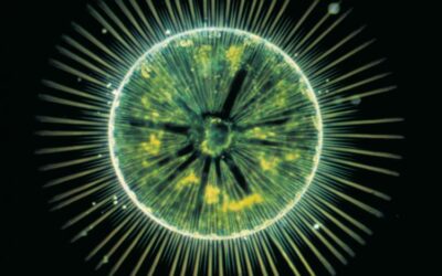 La politica immaginaria del Covid