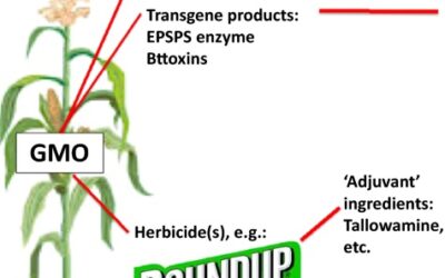 OGM, sostenibilità e mistificazione/2