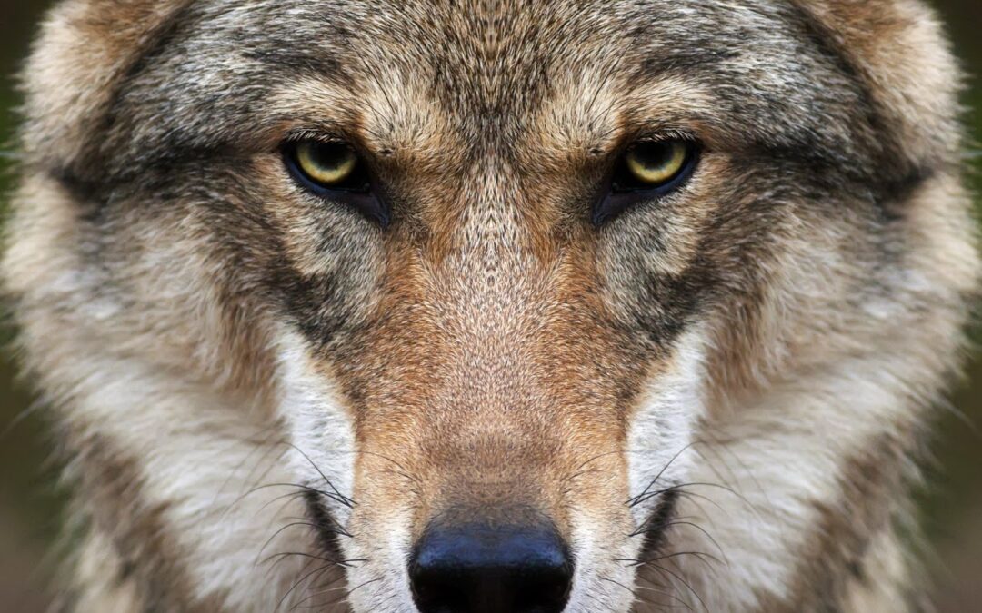 Lo sterminio del lupo: lo possiamo fermare?
