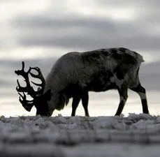 La Lezione dell’Isola di Saint Matthew
