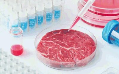 Sulla carne coltivata (Alice Friedemann)